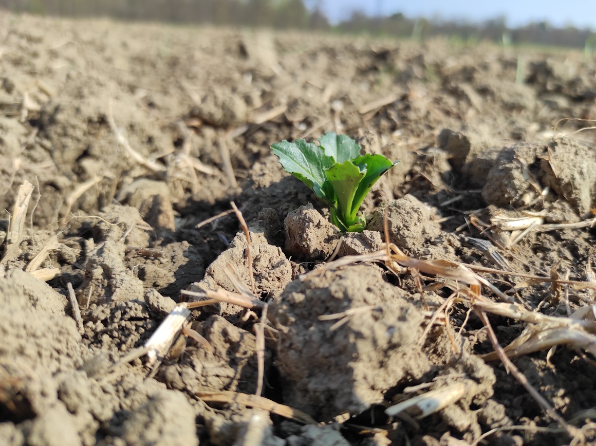Aufkeimende Ackerbohne