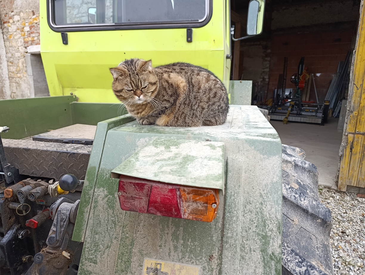 Hofkatze "Momo" bewacht den MB Trac