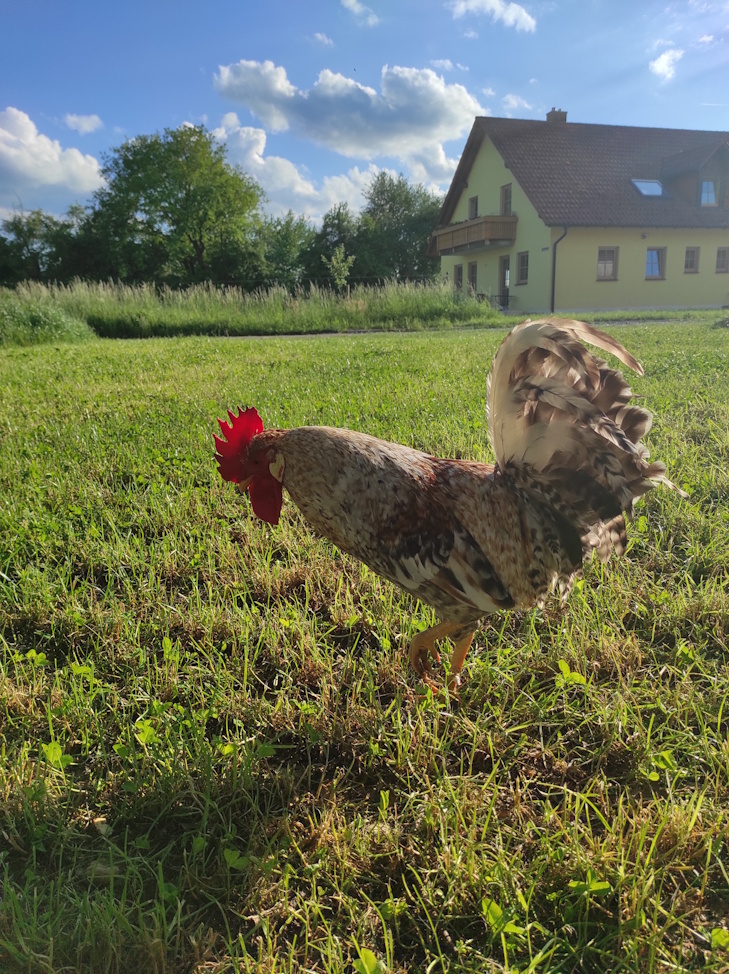 Ein glücklicher Hahn