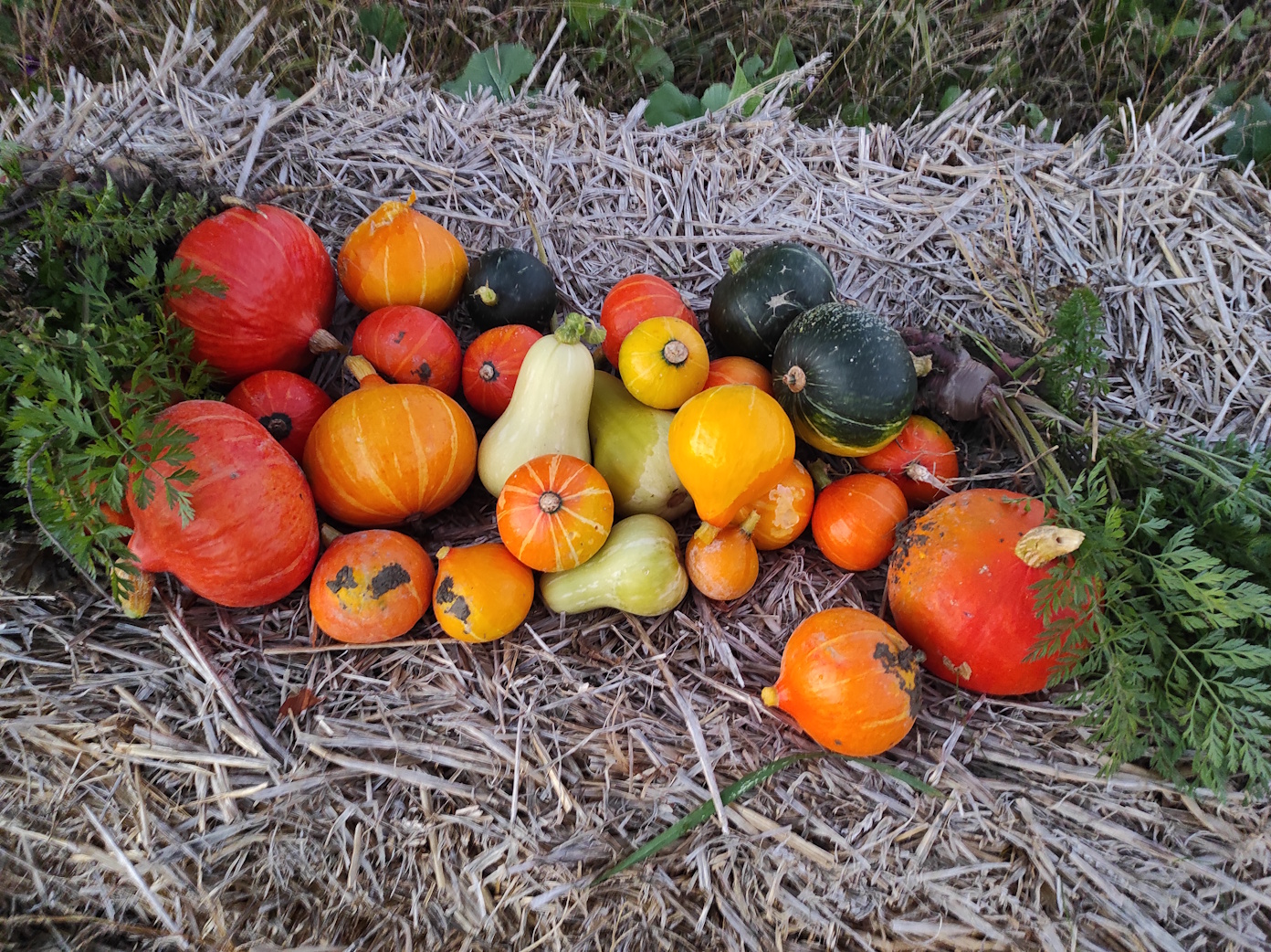 Ein paar wunderbare Kürbisse