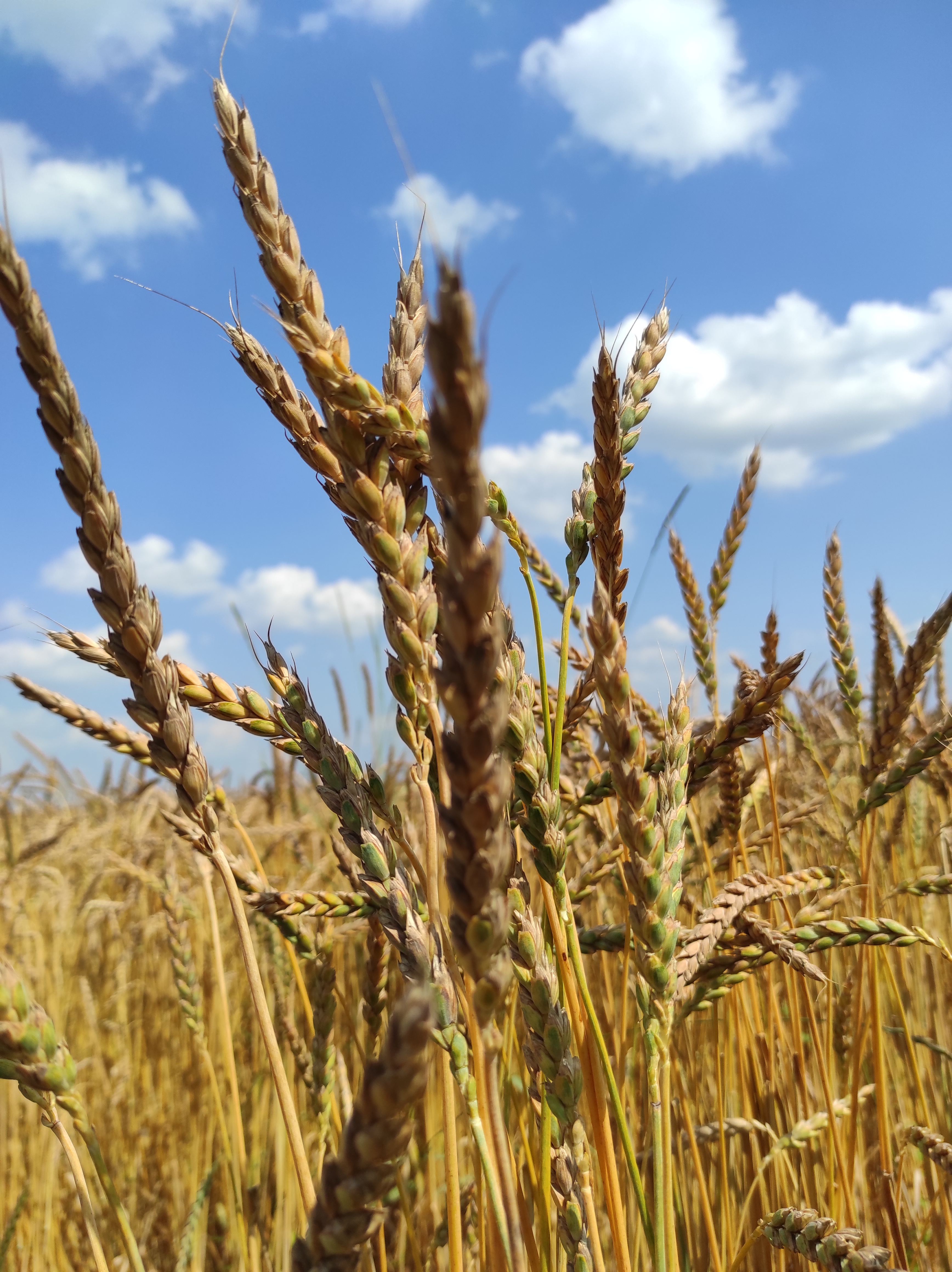 Emmer kurz vor der Ernte