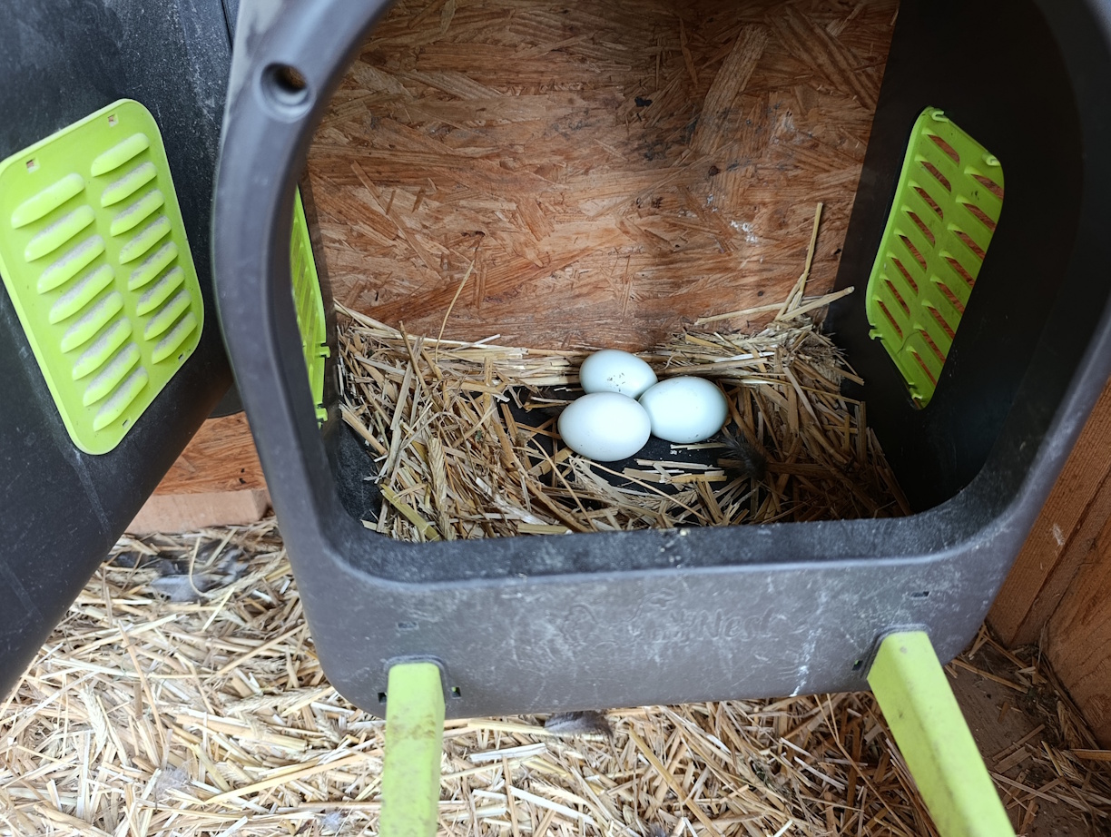 Ein paar blaue Eier von glücklichen Hühnern